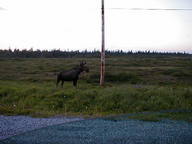 moose6_thumb.jpg