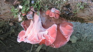 img_3232_thumb.jpg