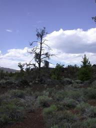 dscn0524_thumb.jpg