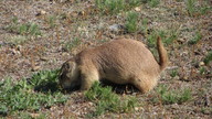 img_2170_thumb.jpg
