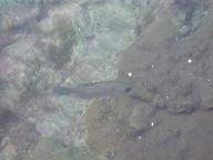 fish3_thumb.jpg