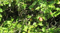 img_1454_thumb.jpg