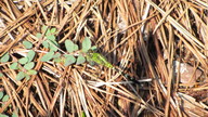 img_4073_thumb.jpg