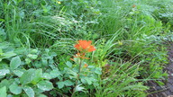 img_2331_thumb.jpg