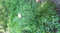 img_2335_thumb.jpg