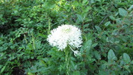 img_2336_thumb.jpg