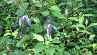 img_2340_thumb.jpg