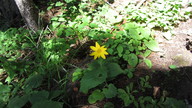 img_2342_thumb.jpg