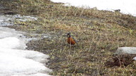 img_2555_thumb.jpg