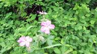 img_2411_thumb.jpg