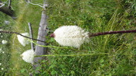 img_2414_thumb.jpg