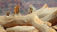 img_2226_thumb.jpg