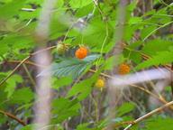 dscn0281_thumb.jpg