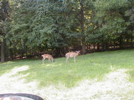 deer_thumb.jpg