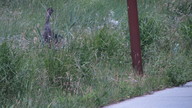 img_2039_thumb.jpg
