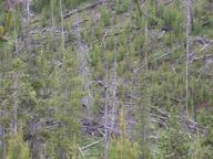 bald_eagle1_thumb.jpg