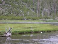 trumpeter_swan4_thumb.jpg
