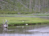 trumpeter_swan5_thumb.jpg