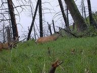 deer_thumb.jpg