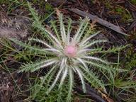 thistle_thumb.jpg