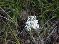 western_yarrow_thumb.jpg
