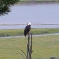 hayden_eagle_zoom1_thumb.jpg