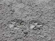 wolf_tracks1_thumb.jpg