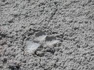wolf_tracks2_thumb.jpg