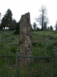 petrified_tree_thumb.jpg