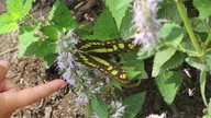 img_3930_thumb.jpg
