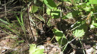 img_2800_thumb.jpg