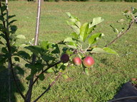 dscn2106_thumb.jpg