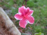 az-r2_flower_thumb.jpg
