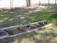 flower_bed_pansies_thumb.jpg