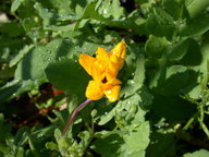 wildflowers10_thumb.jpg