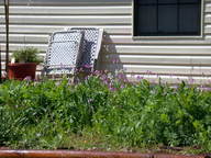 wildflowers1_thumb.jpg
