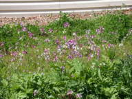 wildflowers2_thumb.jpg