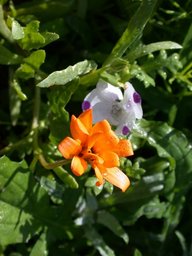wildflowers3_thumb.jpg
