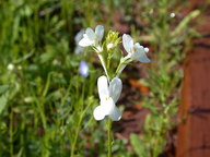 wildflowers4_thumb.jpg