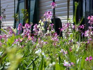 wildflowers6_thumb.jpg