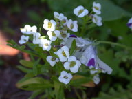 wildflowers9_thumb.jpg