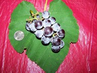 100_0648_thumb.jpg