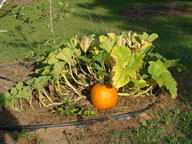 dsc00756_thumb.jpg