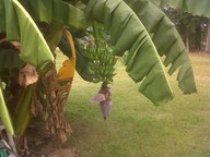 img00006-20101012-1340_thumb.jpg