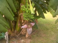 img00007-20101012-1341_thumb.jpg