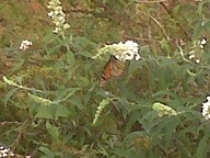 img00008-20101012-1344_thumb.jpg