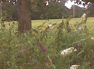 img00009-20101012-1344_thumb.jpg