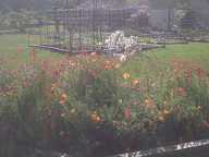 wildflowers2011_thumb.jpg