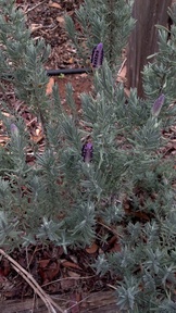 lavendar_thumb.jpg