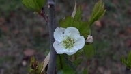 mayhaw_thumb.jpg